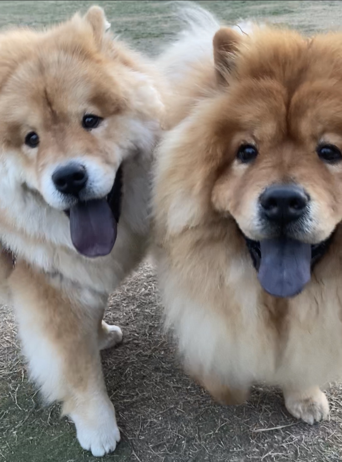 Chow Chow Brothers チャウチャウ豪優ブログ チャウチャウ兄弟とママの日記ブログ